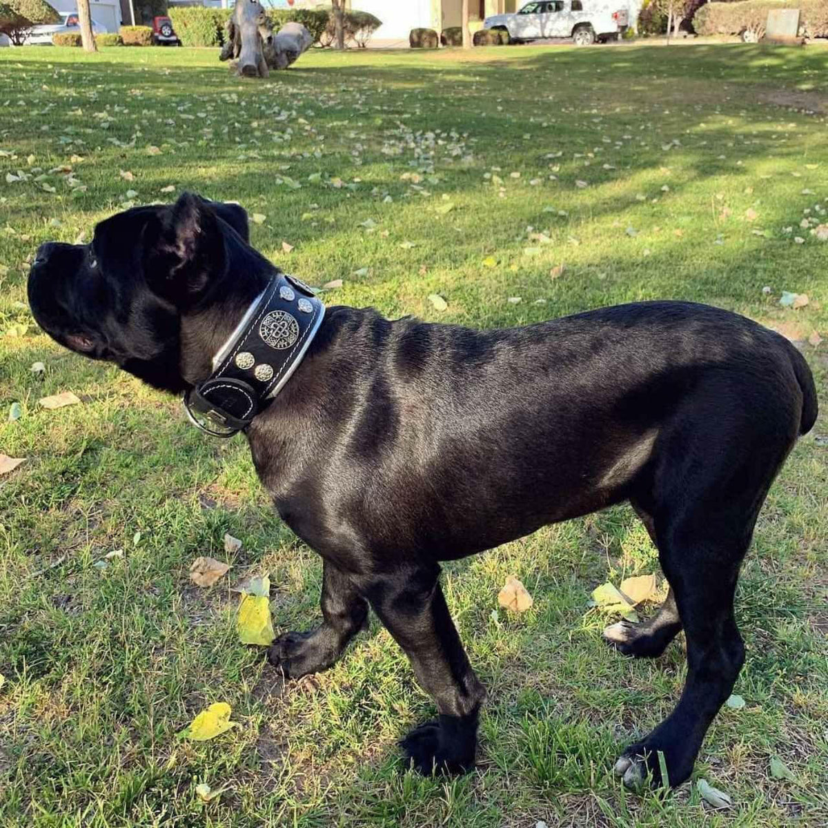 Dog accessories