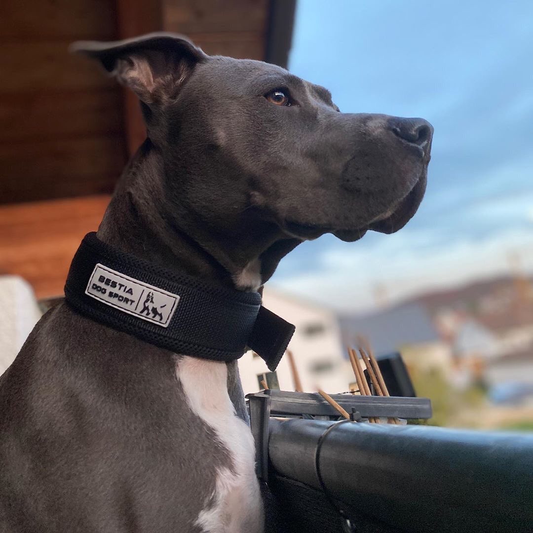 COLLAR DE LIBERACIÓN RÁPIDA BESTIA DOG SPORT NEGRO Y DORADO