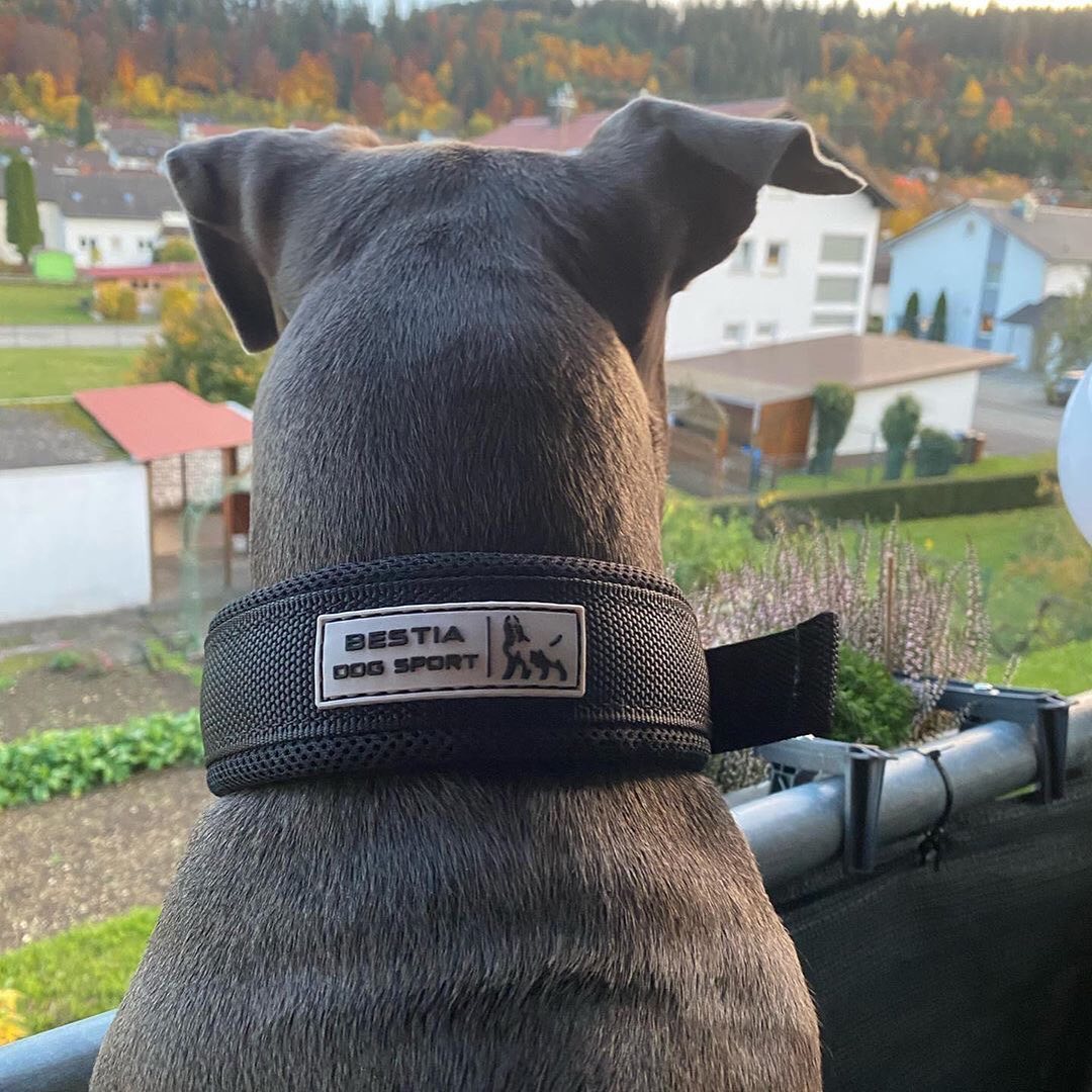 COLLAR DE LIBERACIÓN RÁPIDA BESTIA DOG SPORT NEGRO Y DORADO