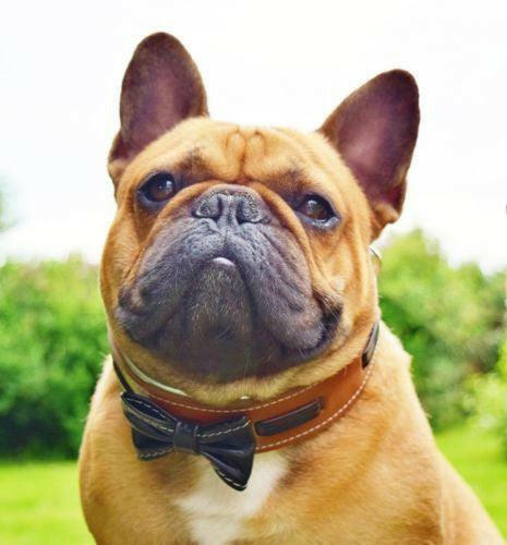 El cuello "Bowtie" marrón