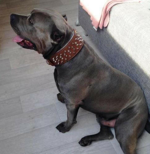 El collar "Corona"
