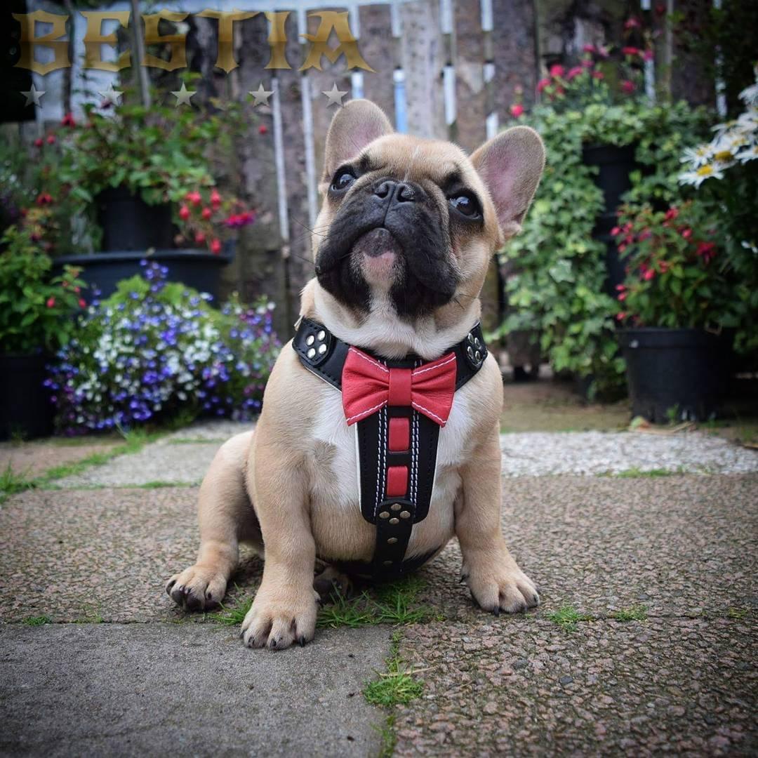 Arnés de cuero artesanal "Bowtie" color negro talla pequeña a mediana