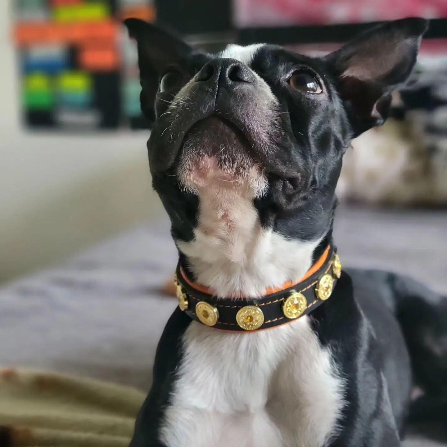 El collar para cachorro hecho a mano "Bijou"