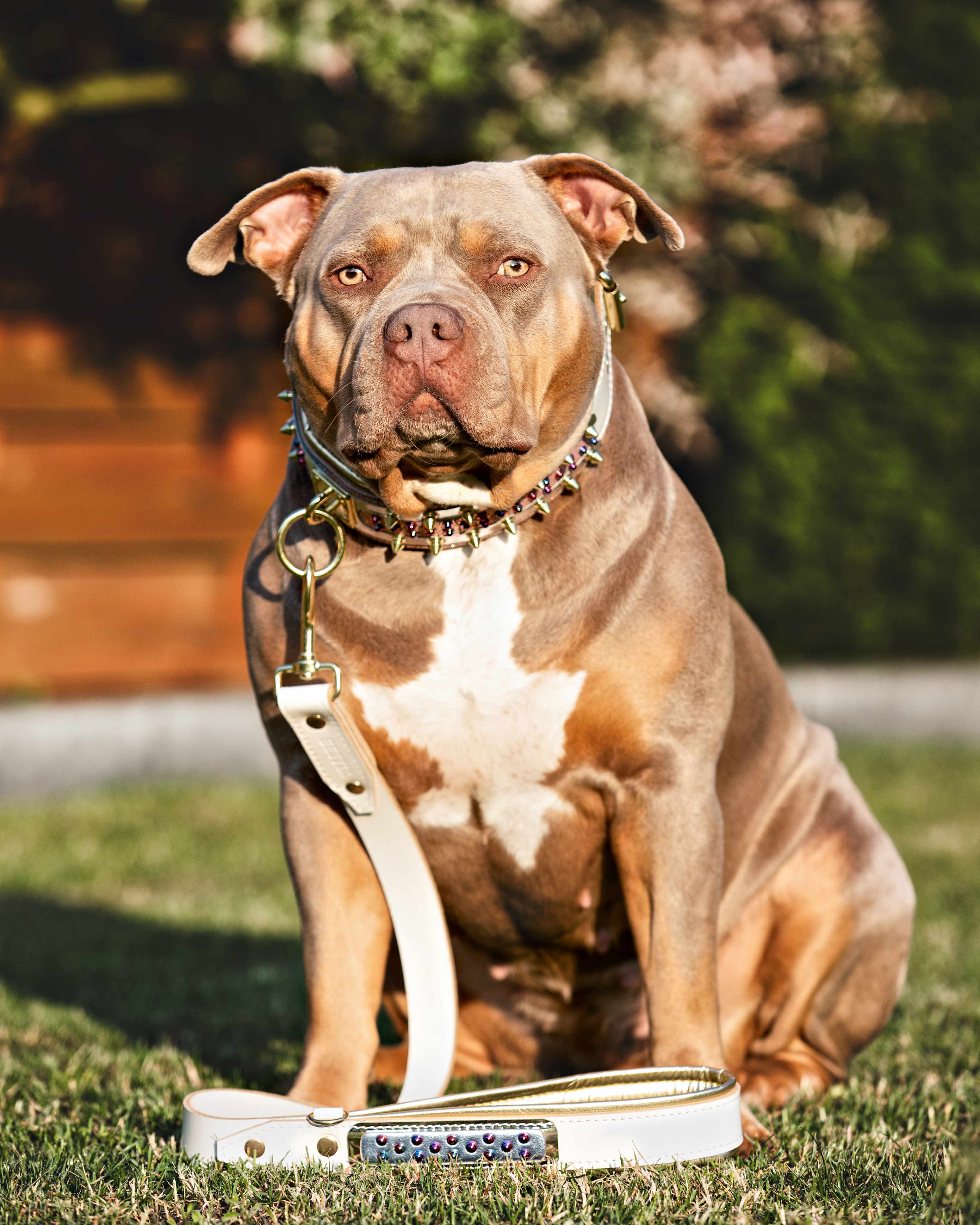 El collar para perro Candy 