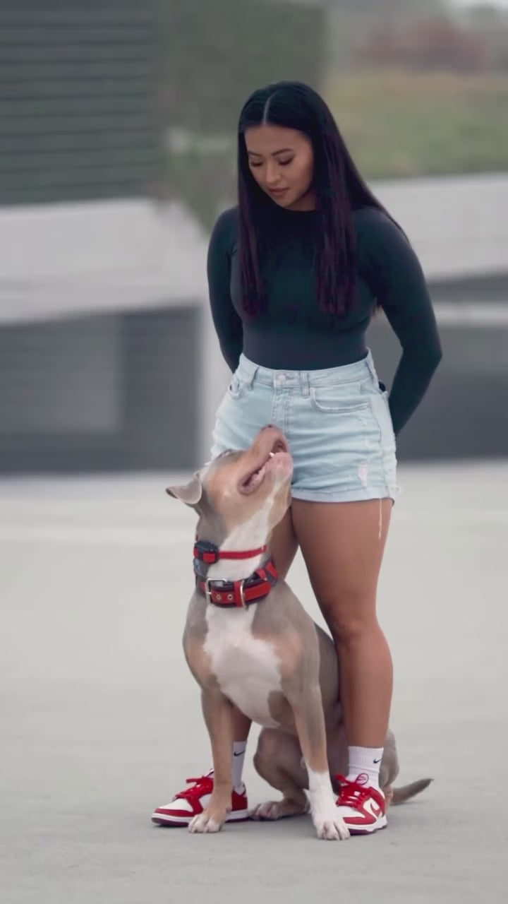 Superdog Collar