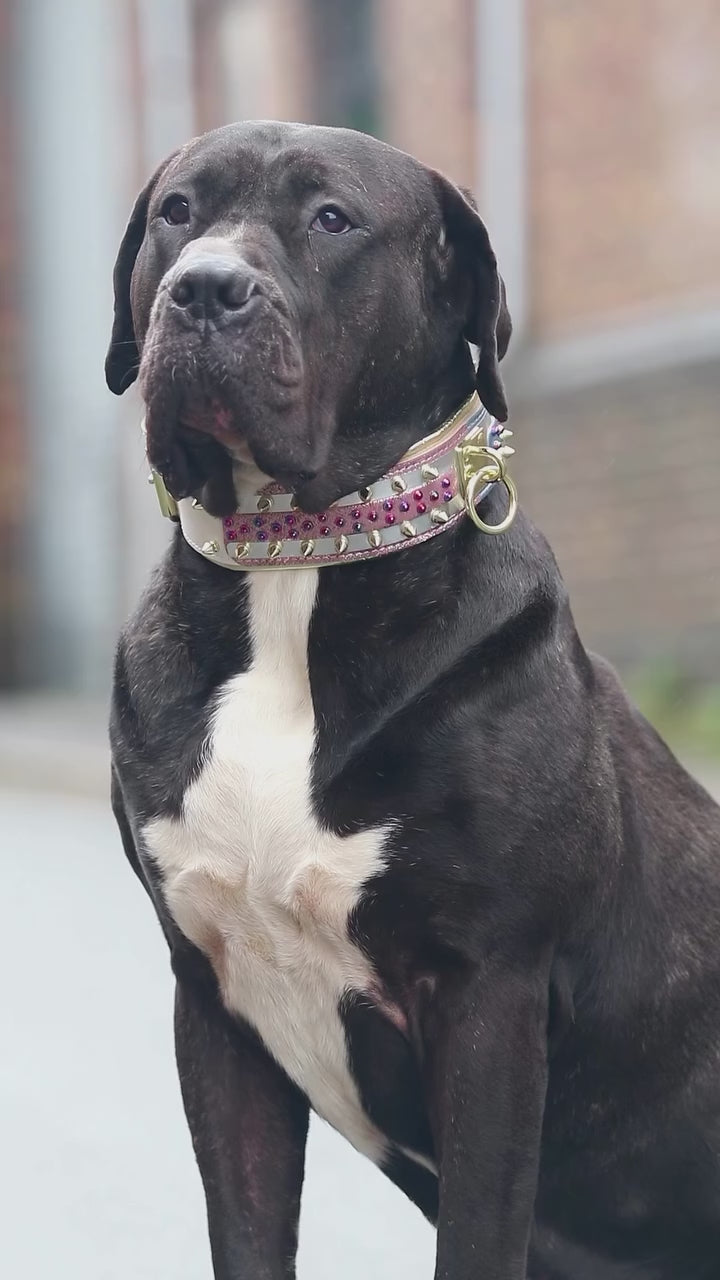 El collar para perro Candy 