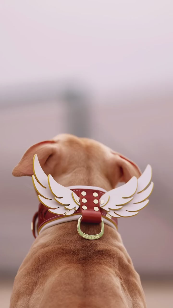 The "Hermes" Leash