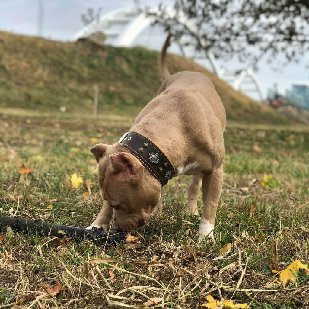 Collar de perro azteca marrón