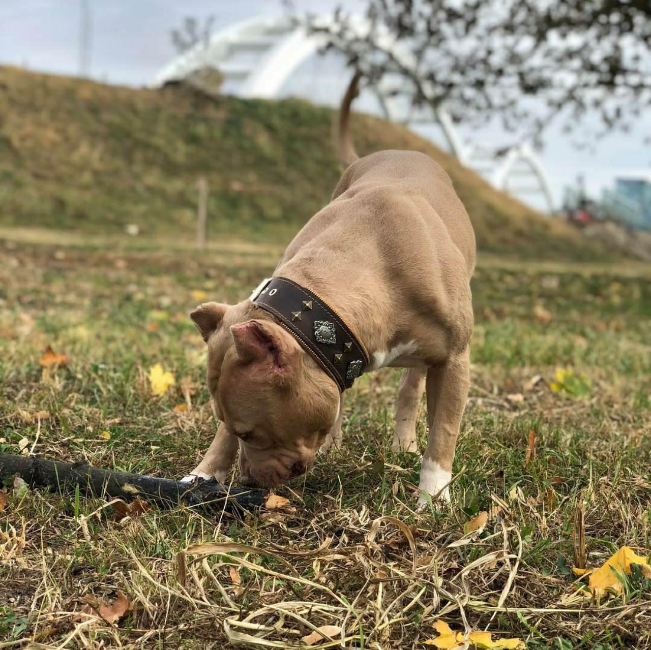 Aztec dog collar brown