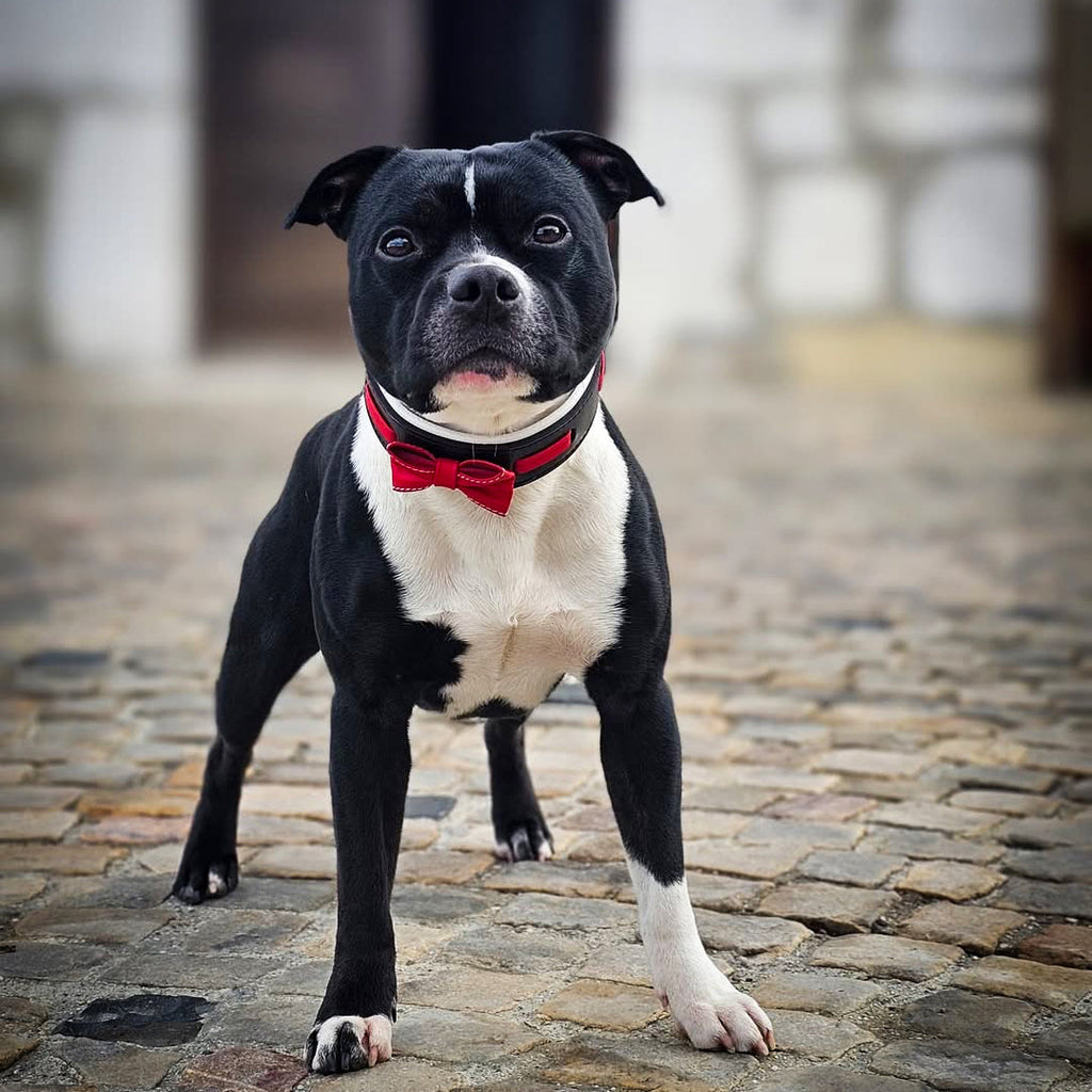 El cuello "Bowtie" negro