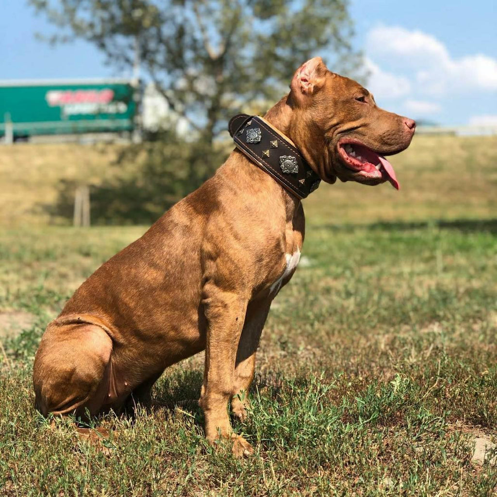 Collar de perro azteca marrón