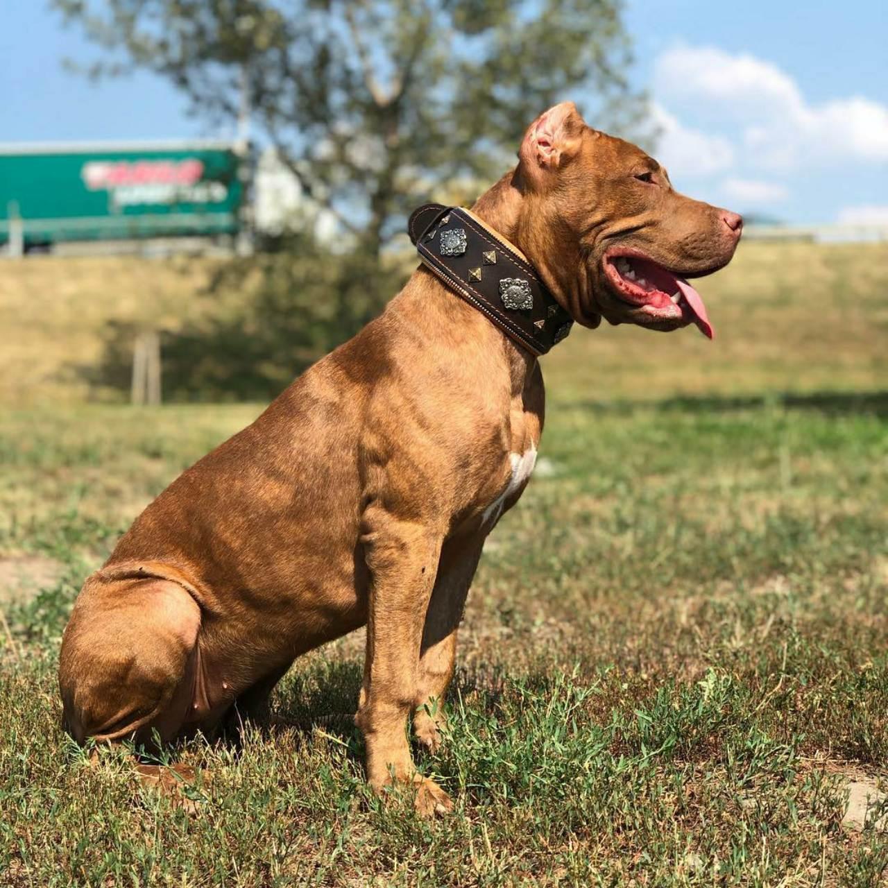 Aztec dog collar brown