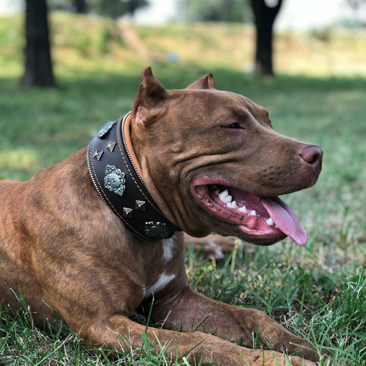 Aztec dog collar brown