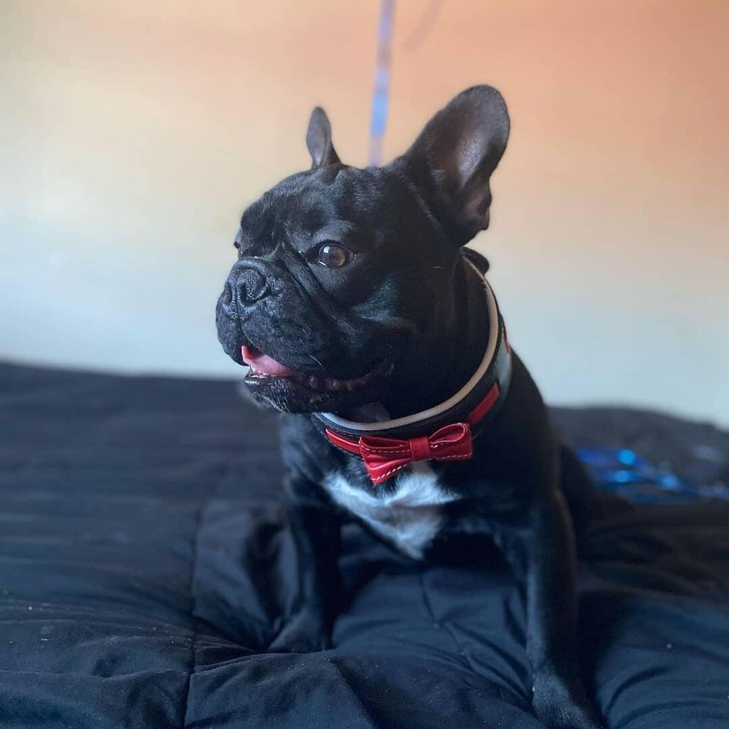 El cuello "Bowtie" negro