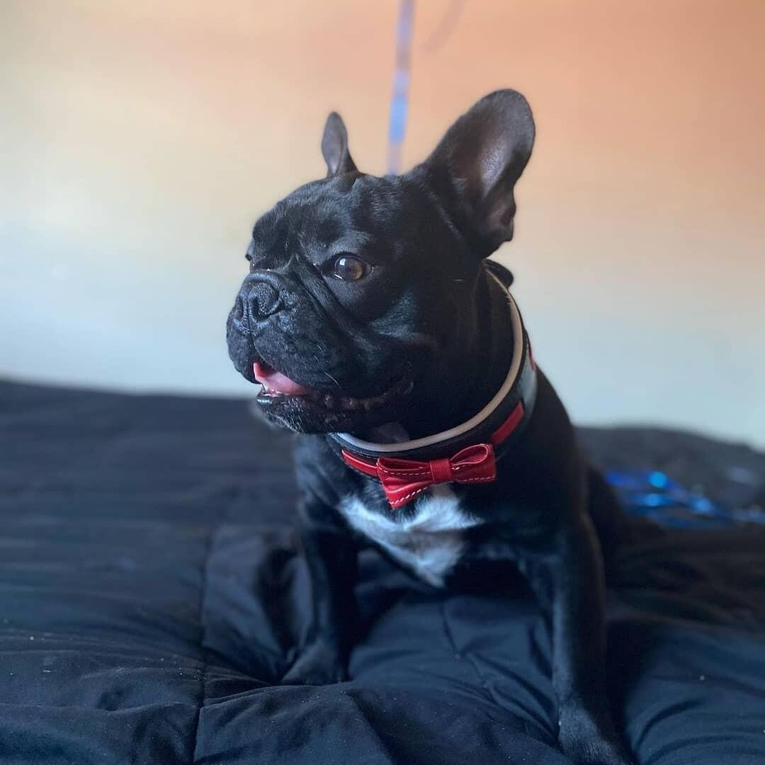 El cuello "Bowtie" negro