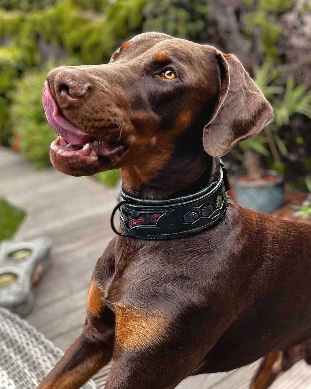 ''BATMAN'' collar 