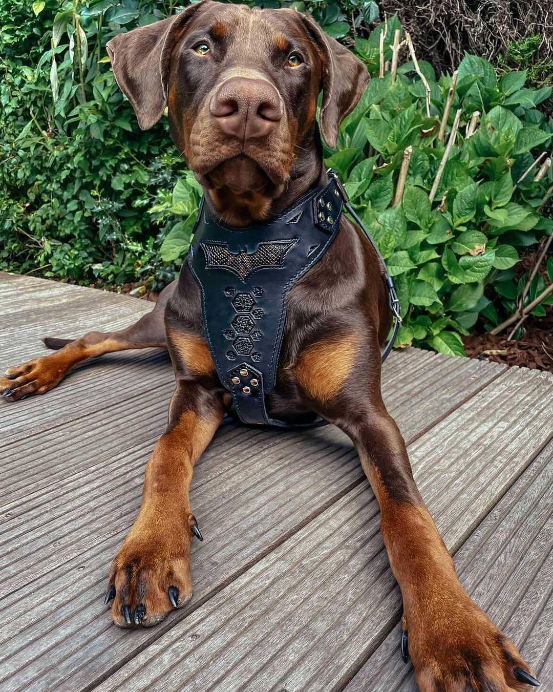 ''BATMAN'' HARNESS 