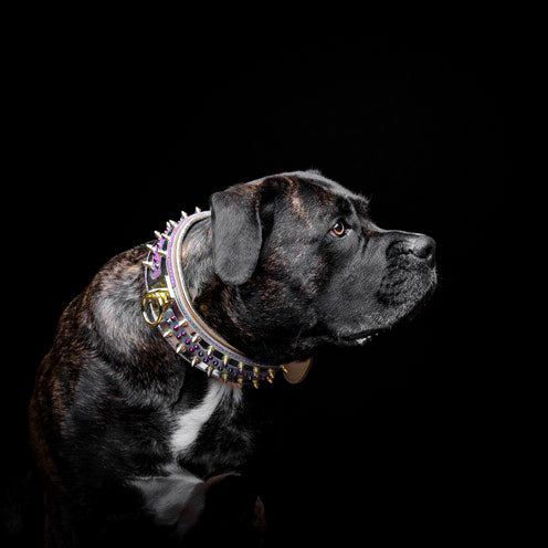 El collar para perro Candy 