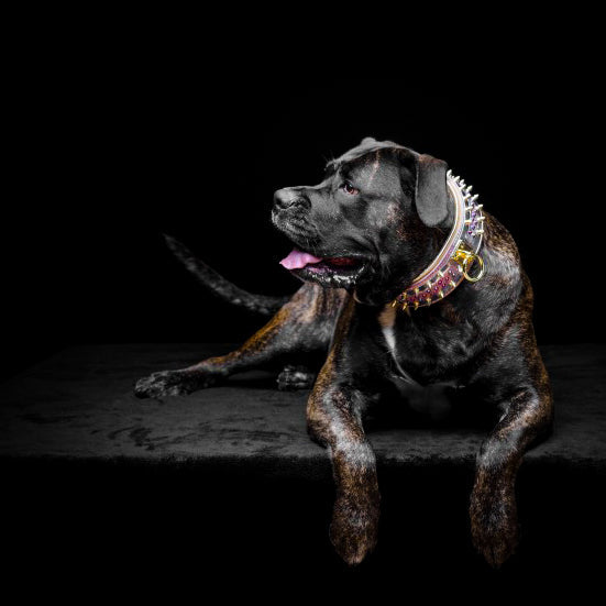 El collar para perro Candy 