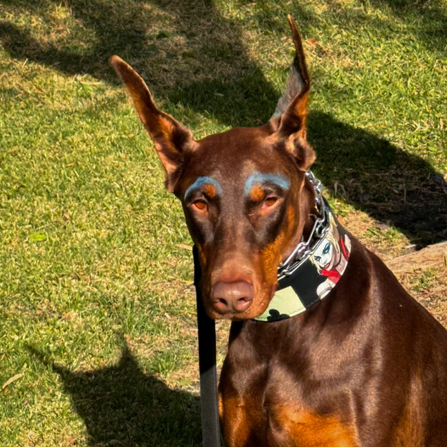 El collar Harley Limited