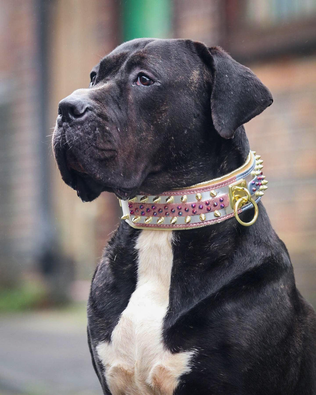 El collar para perro Candy 