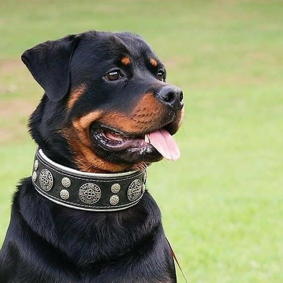 "Necklace "Hector
