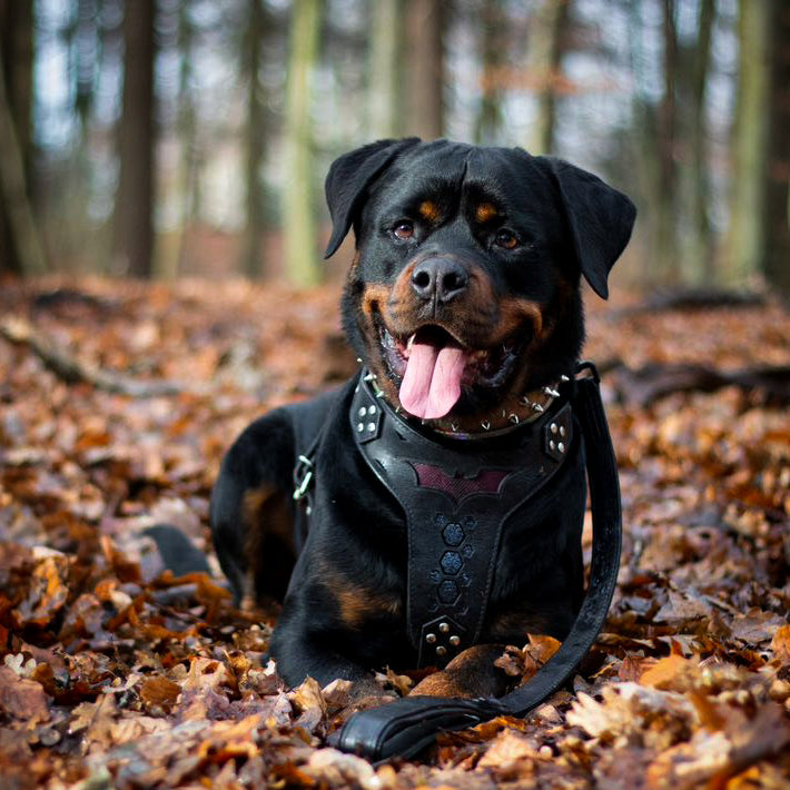 ''BATMAN'' HARNESS 